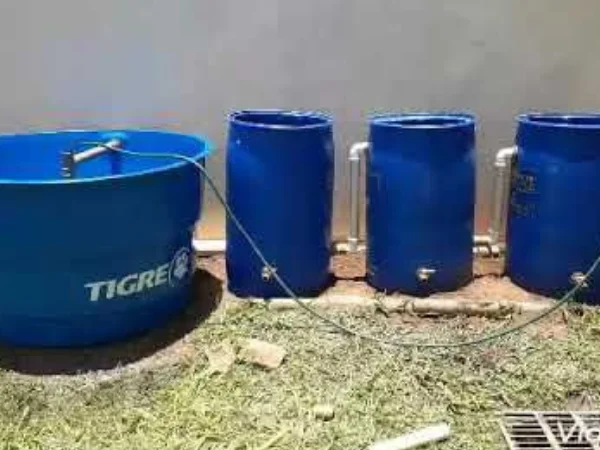 Retiree raising tilapia