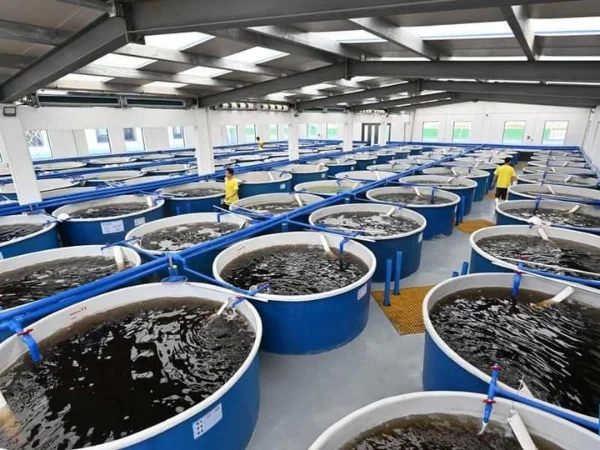 Homesteader raising tilapia