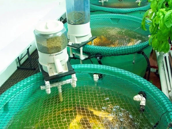 Former Corporate Worker raising tilapia