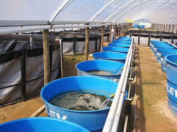 Entrepreneur raising tilapia