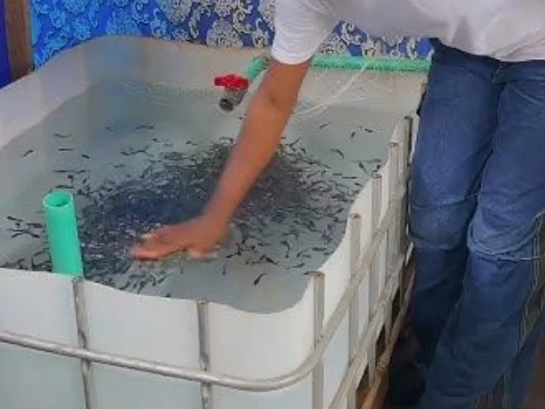 Family Man raising tilapia