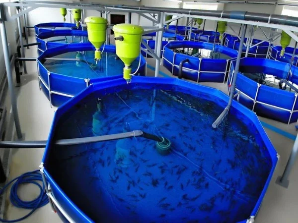 Home-Based Tilapia Farmer raising tilapia